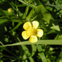 Лютик - Ranunculus